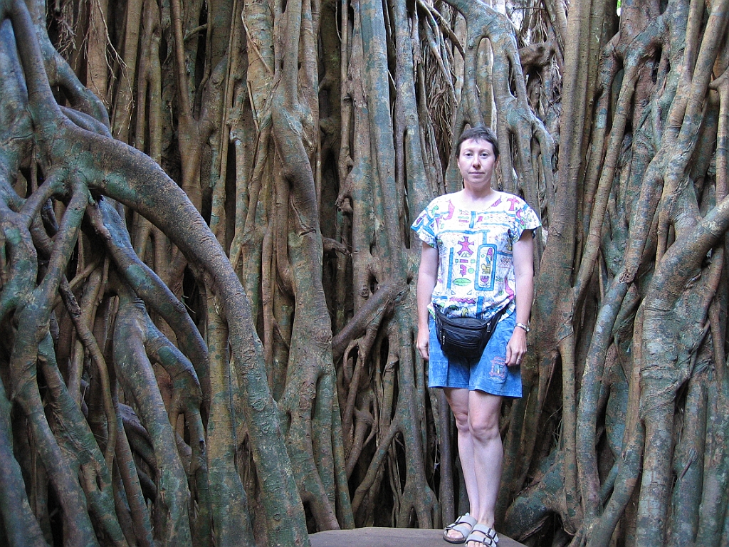 135 Cathedral Fig Tree.jpg